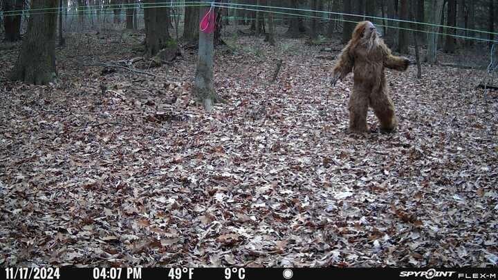 Sapsquatch Sighting In Broad Daylight